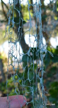 Ramalina menziesii image