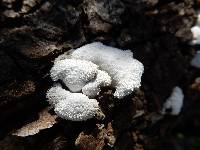 Thumbnail image of current specimen