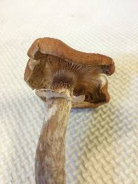Armillaria mellea image