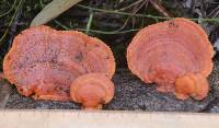 Pycnoporus coccineus image