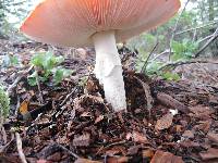 Amanita muscaria image