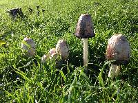 Coprinus comatus image