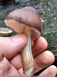 Pluteus cervinus image