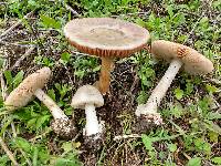 Volvariella gloiocephala image