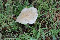 Hebeloma crustuliniforme image