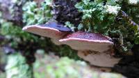Fomitopsis cajanderi image