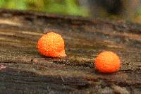 Dacrymyces stillatus image