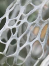 Ramalina menziesii image