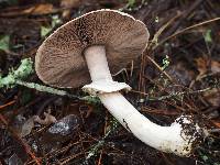 Agaricus benesii image