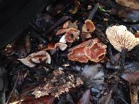 Gymnopus brassicolens var. brassicolens image