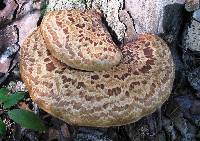 Polyporus squamosus image