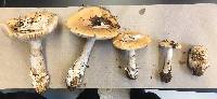 Amanita velosa image