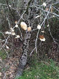 Annulohypoxylon thouarsianum image