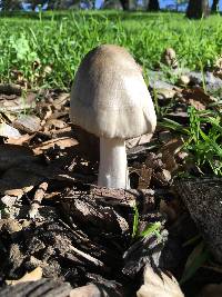 Volvariella gloiocephala image