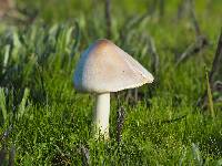 Volvariella gloiocephala image