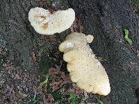 Polyporus squamosus image