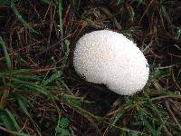 Lycoperdon pratense image