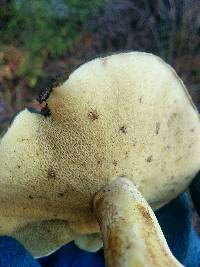 Suillus pungens image