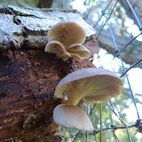 Pleurotus ostreatus image