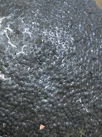 Annulohypoxylon thouarsianum image