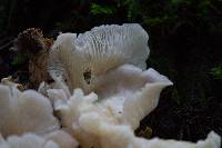 Pleurotus ostreatus image