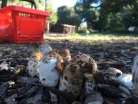 Coprinus comatus image