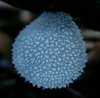 Pseudohydnum gelatinosum image