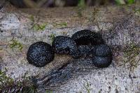 Annulohypoxylon thouarsianum image