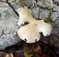 Pleurotus ostreatus image