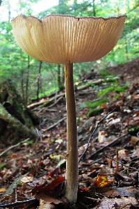 Xerula radicata image