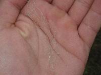 Ramalina menziesii image