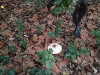 Chlorophyllum rhacodes image