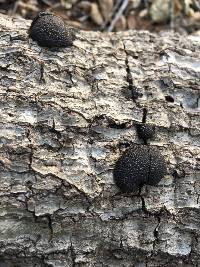 Annulohypoxylon thouarsianum image