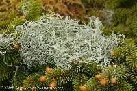 Ramalina menziesii image