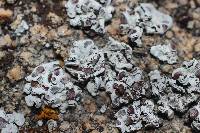 Media resource of Rhizoplaca marginalis