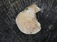 Trametes versicolor image