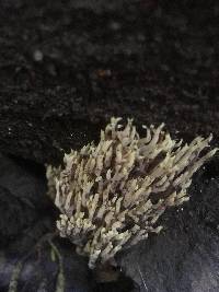 Media resource of Ramaria rainierensis