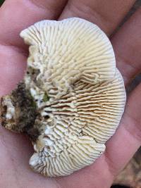 Lenzites betulina image