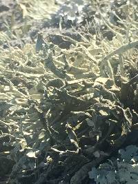 Niebla homalea image