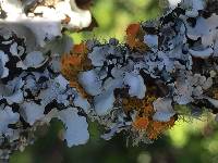 Thumbnail image of current specimen