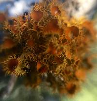 Thumbnail image of current specimen