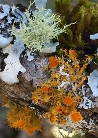 Thumbnail image of current specimen