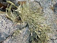 Niebla homalea image