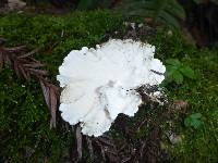 Trametes versicolor image