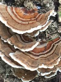 Trametes versicolor image