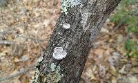 Schizophyllum commune image