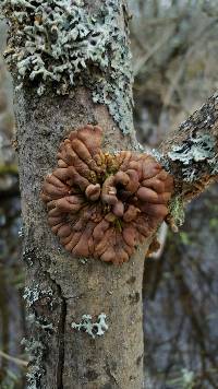 Media resource of Hypocreopsis lichenoides