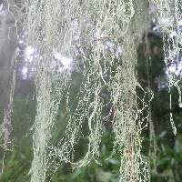 Ramalina menziesii image