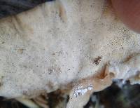 Trametes versicolor image