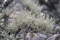 Niebla homalea image